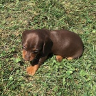 Hladkosrst� miniaturn� �t��ata jezev��ka na prodej.