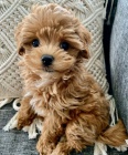 Prod�m kr�sn� a rozko�n� �t���tka MALTIPOO.