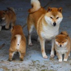 Prod�m roztomil� �t���tka shiba inu