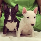 Prod�m mini �t��ata bulteri�ra.