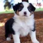 Prod�m zdrav� a o�kovan� �t��ata fenky a pejska Border kolie