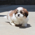 Prod�m �t��ata SHIH TZU