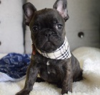 Prod�m �t��ata francouzsk�ho buldo�ka.