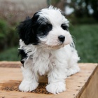 Prod�m roztomil� a zdrav� �t��ata havanese.