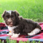 �t��ata havanese na prodej.