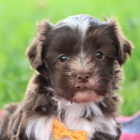�t��ata havanese na prodej.