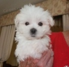 Prod�m mini �t���tka malt�z�ka.