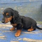 zdrav� dlouhosrst� miniaturn� �t��ata jezev��k� na prodej