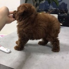 Prod�m �t��ata pudl�ka a fenku MINI TOY.