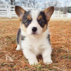 Zdrav� a hygienicky nez�vadn� �t��ata Pembroke Welsh Corgi na prodej.