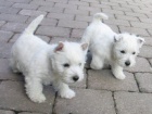 Prod�m mini mini �t��ata West Highland White Terriers