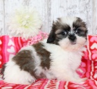 Prod�m �t��ata SHIH TZU