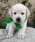 Labradorsk� retriever pp
