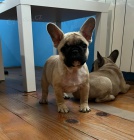 francouzsk� buldo�ek �t��ata