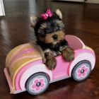 Prod�m roztomil� a kr�sn� miniaturn� �t���tka jork��rsk�ho teri�ra.