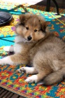 Prod�m �t��ata Sheltie
