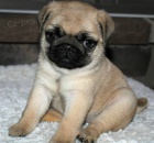 Prod�m o�kovan� a od�erven� mini zdrav� �t��ata mopse