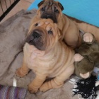 Prod�m o�kovan� a od�erven� �t��ata shar pei ��nsk�ch.