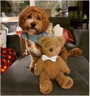 Prod�m kr�sn� �t���tka Cavapoo