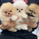 Hygienicky vy�kolen� miniaturn� �t��ata pomeranian� na prodej.