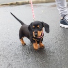 Hladkosrst� �t��ata mini trpasli��ho jezev��ka na prodej.