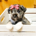 Prod�m ZDRAV� a O�KOVAN� �t��ata mal�ho kn�ra�e.