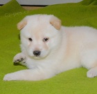 Prod�m MINI b�l� o�kovan� �t��ata Shiba Inu