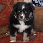 Prod�m roztomil� �t��ata australsk�ho ov��ka