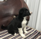 Prod�m �t��ata border kolie