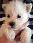 Prod�m �t��ata West Highland White Terriers