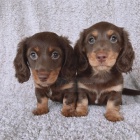 Prod�m zdrav� dlouhosrst� o�kovan� �t��ata jezev��k�