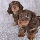 Prod�m zdrav� dlouhosrst� o�kovan� �t��ata jezev��k�