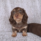 Prod�m zdrav� dlouhosrst� o�kovan� �t��ata jezev��k�