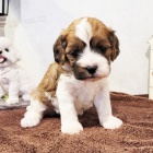 Cavapoo �t��ata k adopci. Jsou o�kovan� a od�erven�.