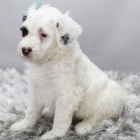 Zdrav� a kr�sn� �t��ata pejska a feny portugalsk�ho vodn�ho psa na prodej.