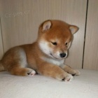 Prod�m roztomil� mini o�kovan� �t���tka shiba inu
