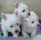 Prod�m o�kovan� a od�erven� mini �t���tka West Highland White Terriers