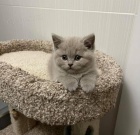 Britsk� kr�tkosrst� ko�ata k adopci.