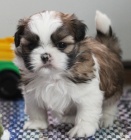 Prod�m hygienicky a soci�ln� vy�kolen� �t��ata SHIH TZU
