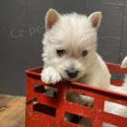 Prod�m �t��ata West Highland White Terriers