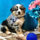 Prod�m roztomil� �t��ata australsk�ho ov��ka