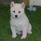 Prod�m �t��ata b�l� shiby inu