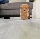 Prod�m zdrav� a kr�sn� �t��ata pudl�ka a feny MINI TOY.