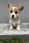 Pembroke Welsh Corgi �t��ata