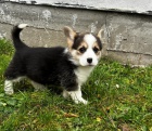 Pembroke Welsh Corgi �t��ata