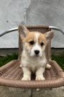 Pembroke Welsh Corgi �t��ata