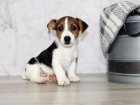 Prod�m zdrav� �t��ata jack russell teri�ra.