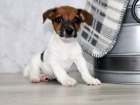 Prod�m zdrav� �t��ata jack russell teri�ra.