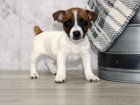 Prod�m zdrav� �t��ata jack russell teri�ra.