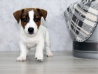 Prod�m zdrav� �t��ata jack russell teri�ra.